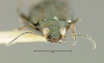 Media type: image;   Entomology 23865 Aspect: head frontal view